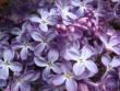 tn_gallery_4113_49_32964.jpg