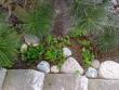 tn_gallery_10461_486_247736.jpg