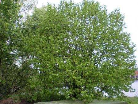 gallery_10236_485_1738.jpg