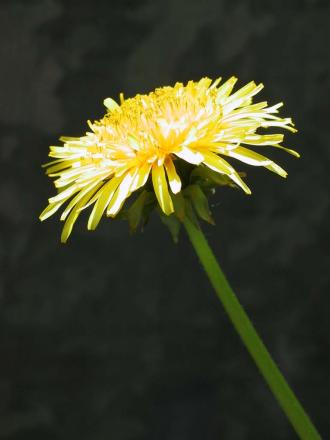 gallery_1307_487_40661.jpg