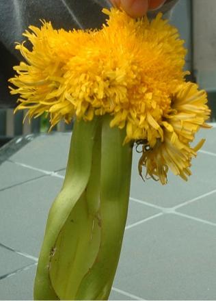 gallery_6136_489_33140.jpg
