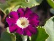 tn_gallery_7500_381_7993.jpg