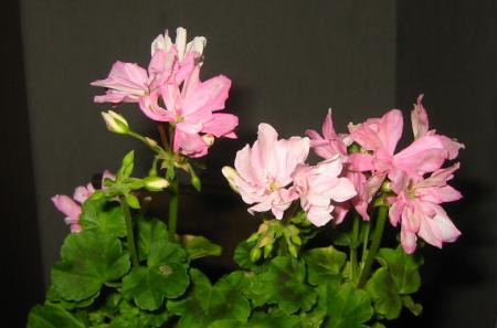 gallery_14_181_26134.jpg
