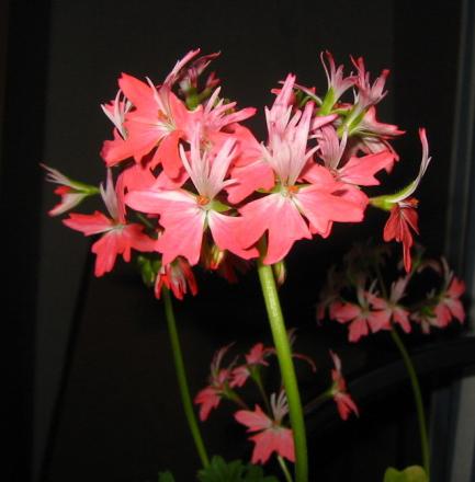 gallery_14_181_80686.jpg