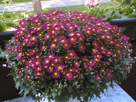 gallery_10397_498_286407.jpg