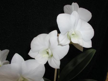 gallery_5447_117_5100.jpg