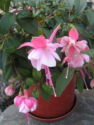gallery_9895_499_420666.jpg