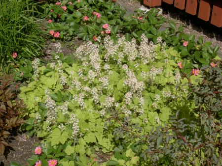 gallery_4545_503_131732.jpg