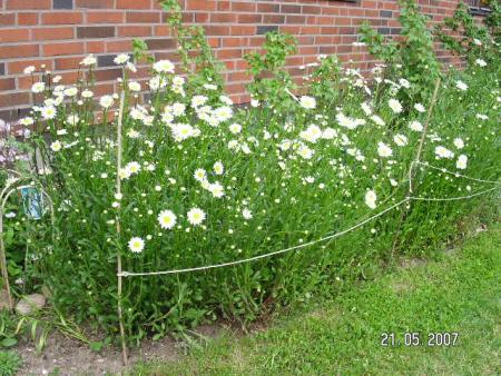 gallery_5587_407_63760.jpg