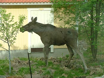 gallery_5519_35_16851.jpg
