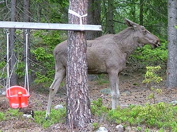 gallery_5519_35_9093.jpg