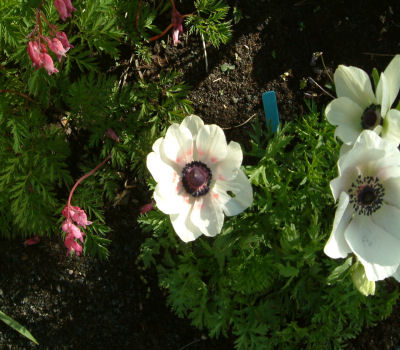 gallery_7440_218_30442.jpg