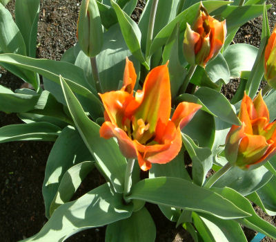 gallery_7440_475_7779.jpg