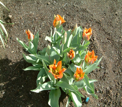 gallery_7440_475_9045.jpg
