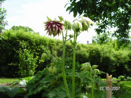 gallery_5587_407_7044.jpg