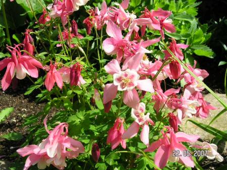gallery_5587_407_70800.jpg