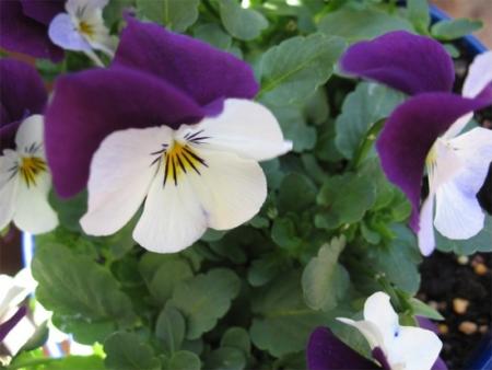 gallery_10609_513_1683.jpg