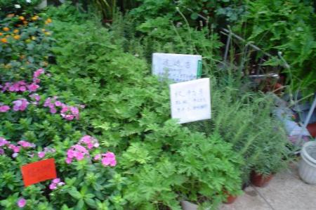 gallery_9639_524_66731.jpg