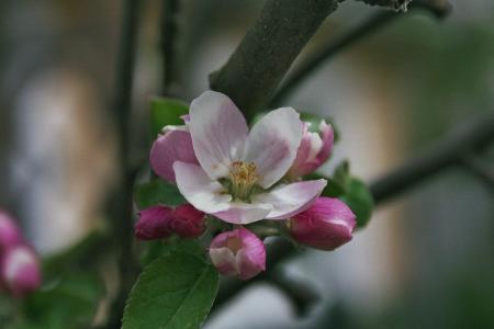 gallery_10307_439_82373.jpg