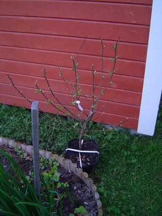 gallery_3388_530_6919.jpg