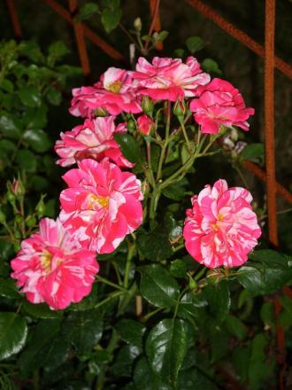 gallery_5307_533_47146.jpg