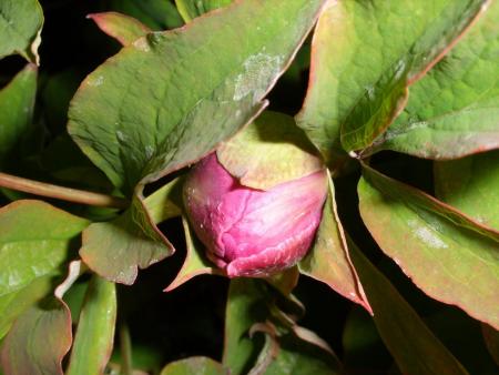 gallery_5307_535_157229.jpg