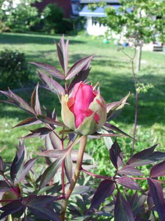 gallery_5307_535_44128.jpg