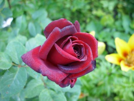 gallery_5307_5_1211.jpg