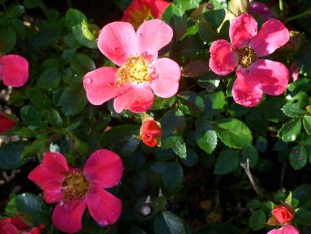 gallery_5307_5_57015.jpg