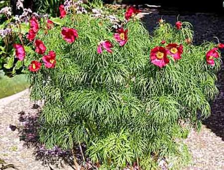 gallery_6592_286_82410.jpg
