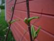 tn_gallery_3388_530_15847.jpg