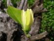 tn_gallery_6245_379_967.jpg