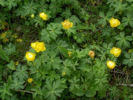 gallery_4545_541_450937.jpg