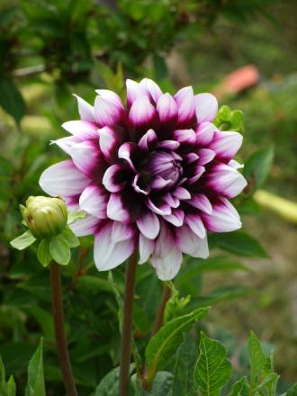 gallery_5307_536_164137.jpg