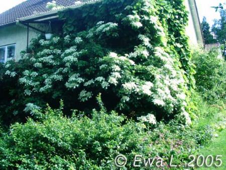 gallery_579_35_51135.jpg