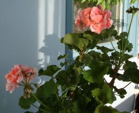 gallery_8559_540_14921.jpg