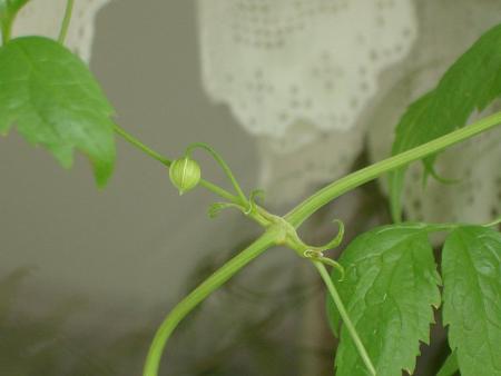 gallery_8559_540_30024.jpg