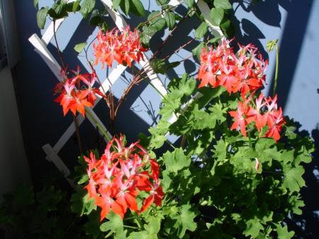 gallery_8559_540_39762.jpg