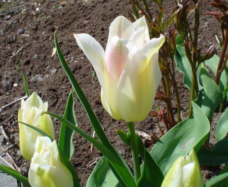 gallery_9983_292_245418.jpg