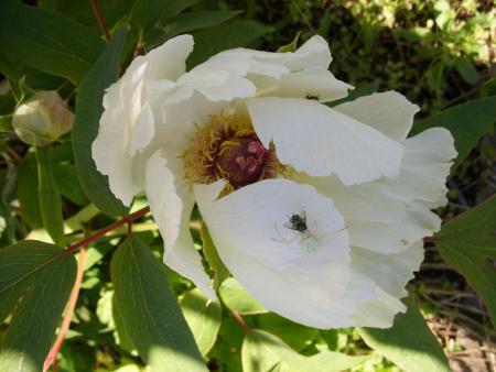 gallery_5307_39_108095.jpg