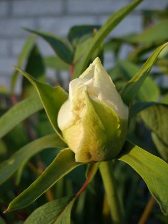 gallery_5307_39_43397.jpg