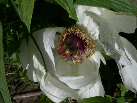 gallery_5307_39_54438.jpg
