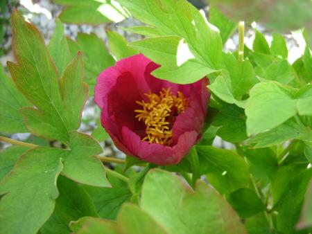 gallery_5307_39_70946.jpg