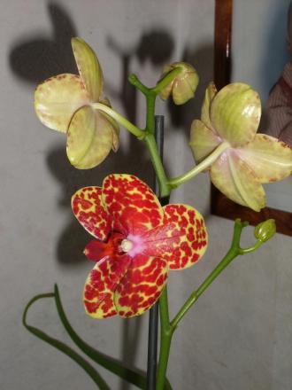 gallery_5307_545_111439.jpg