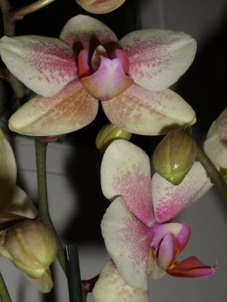 gallery_5307_545_120193.jpg