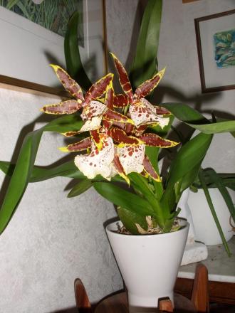 gallery_5307_545_139149.jpg