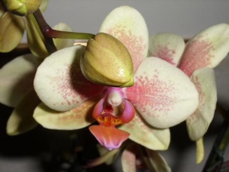 gallery_5307_545_96436.jpg