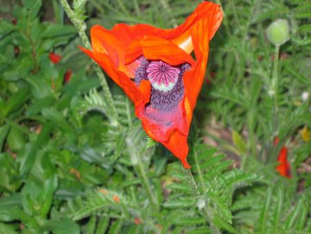 gallery_7918_549_77244.jpg
