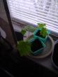 tn_gallery_3388_546_8849.jpg