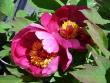 tn_gallery_5307_39_32373.jpg